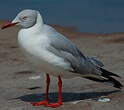 Mouette à tête grise