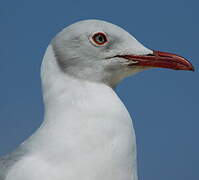 Mouette à tête grise