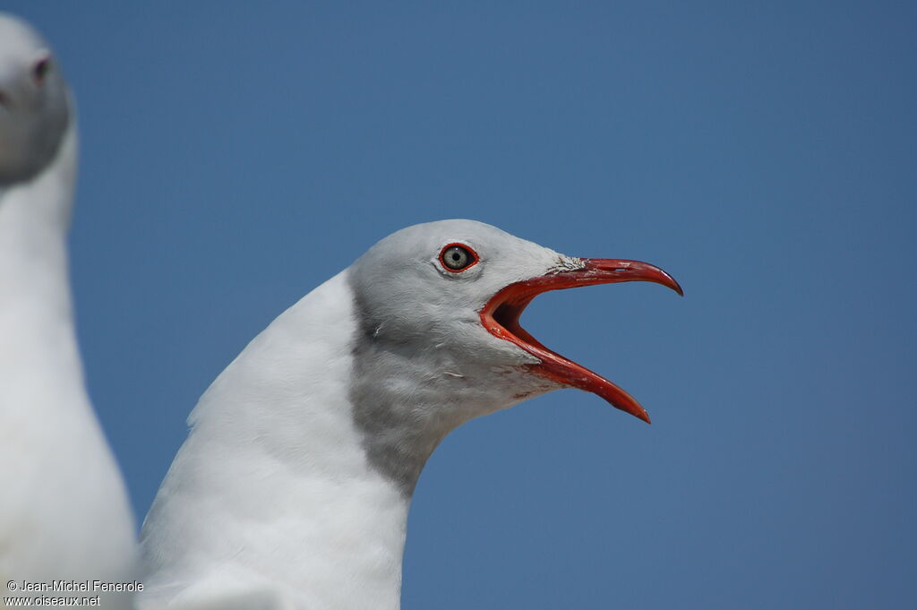 Grey-headed Gulladult