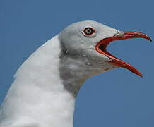 Mouette à tête grise