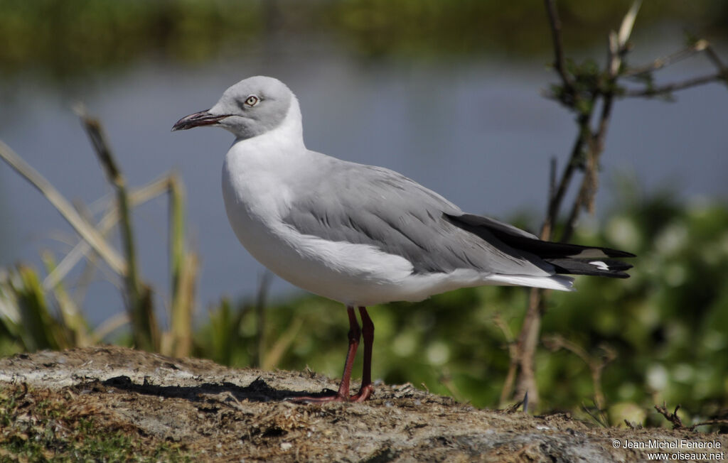 Grey-headed Gull