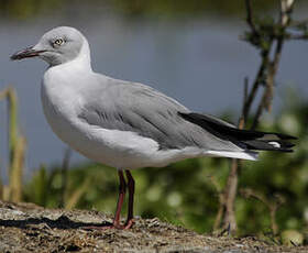 Mouette à tête grise