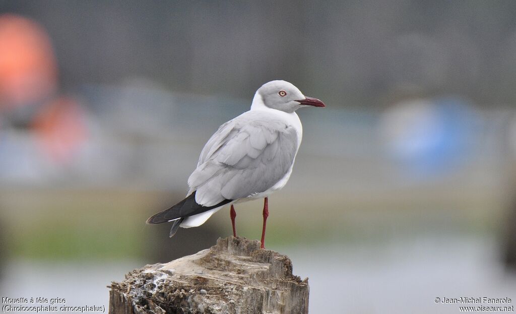 Mouette à tête grise