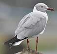 Mouette à tête grise