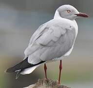 Grey-headed Gull