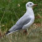 Mouette à tête grise