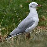 Mouette à tête grise