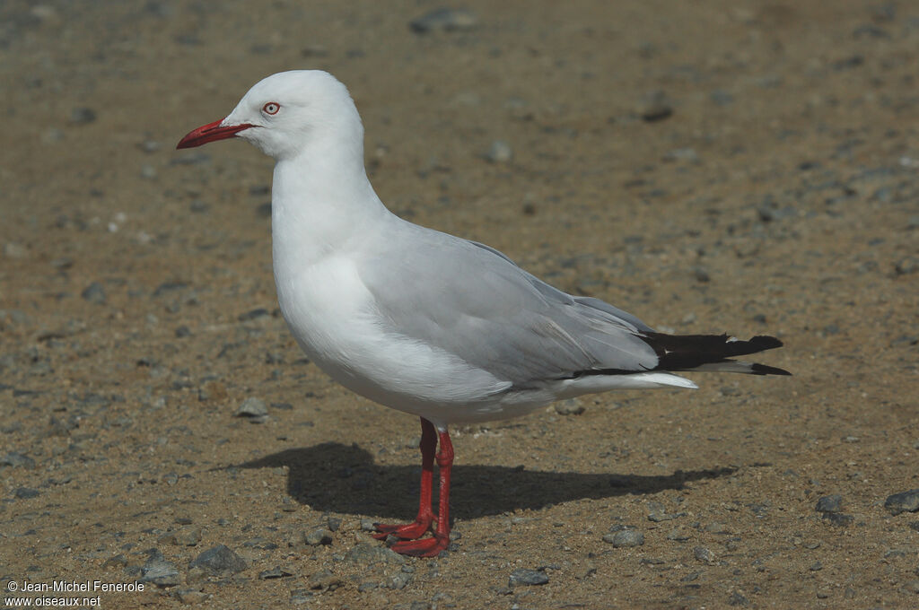 Mouette argentée