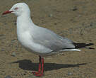 Mouette argentée