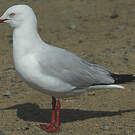 Mouette argentée