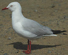 Silver Gull