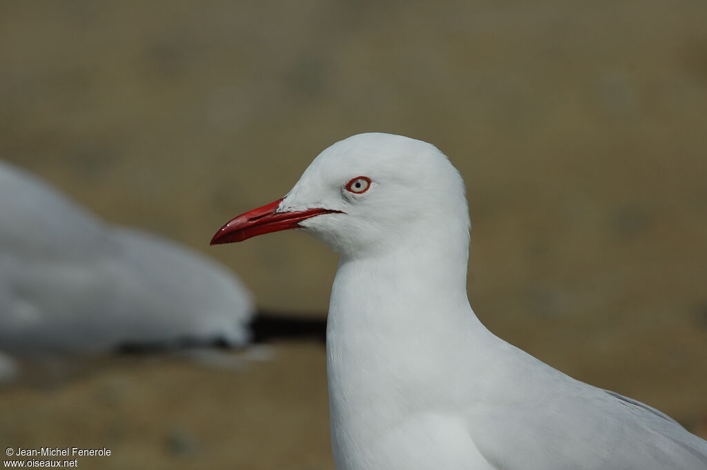 Silver Gull