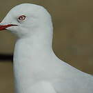 Mouette argentée