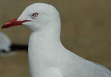 Mouette argentée