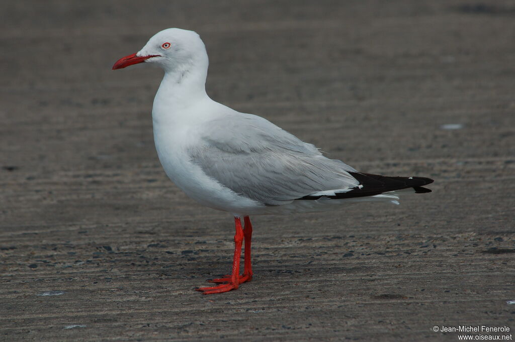 Mouette argentée