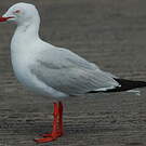 Mouette argentée