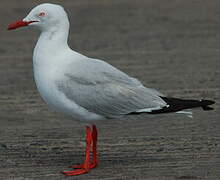 Mouette argentée