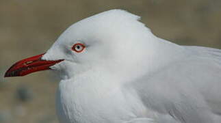 Mouette argentée