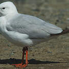 Mouette argentée