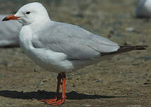 Mouette argentée