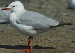 Silver Gull