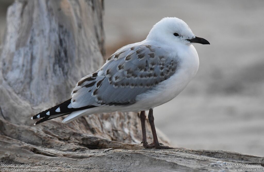 Mouette argentéeimmature