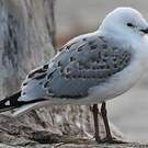 Mouette argentée