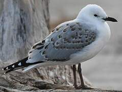 Mouette argentée