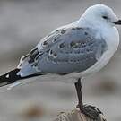 Mouette argentée