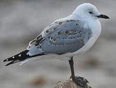 Silver Gull