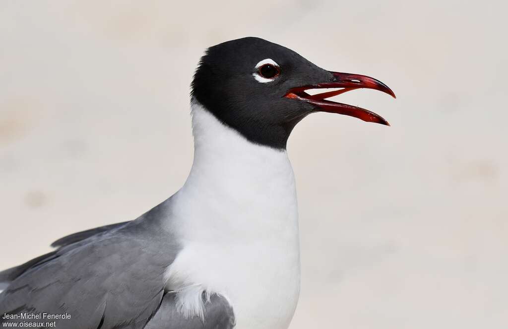 Laughing Gulladult breeding, close-up portrait