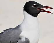 Mouette atricille