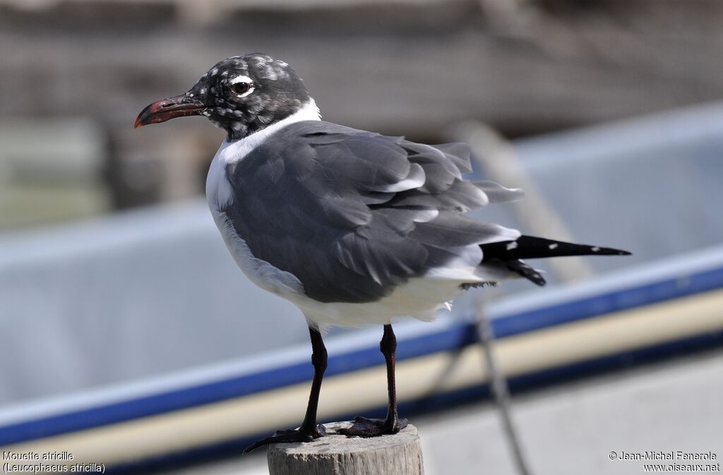 Laughing Gull