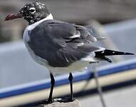 Mouette atricille