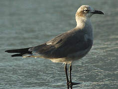 Mouette atricille