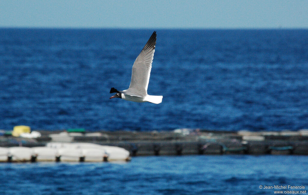 Mouette atricilleadulte