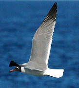 Laughing Gull