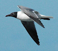 Mouette atricille