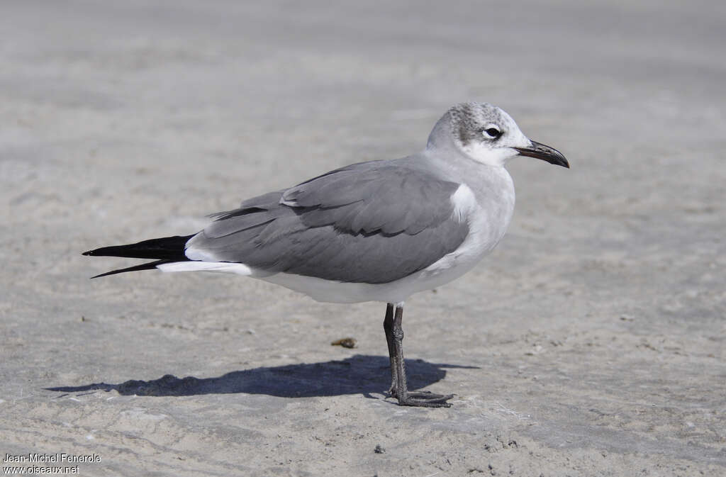 Laughing Gulladult post breeding, identification