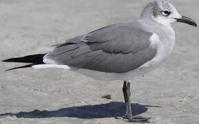 Mouette atricille