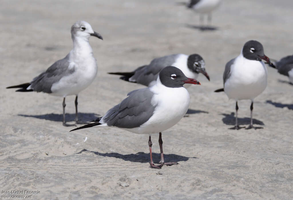 Mouette atricilleadulte nuptial, identification