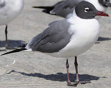 Mouette atricille