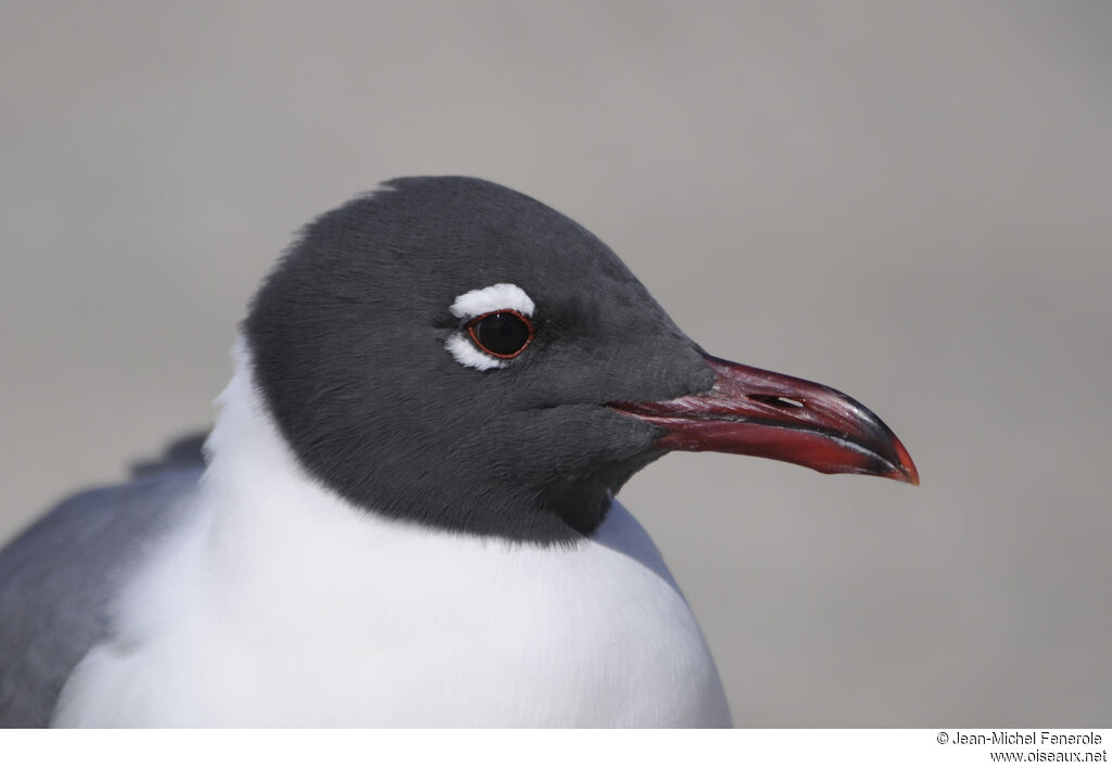 Mouette atricilleadulte nuptial