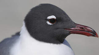 Mouette atricille