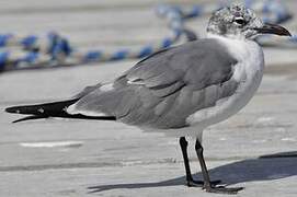 Laughing Gull