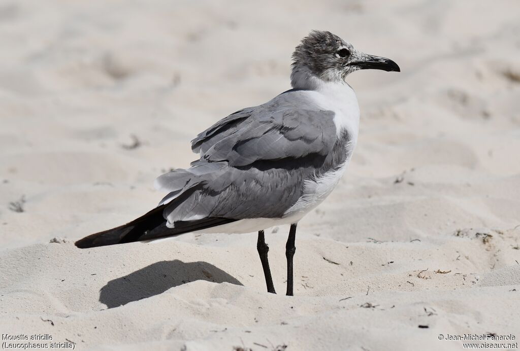 Mouette atricille