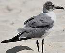 Mouette atricille