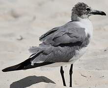 Laughing Gull