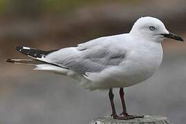 Mouette de Buller