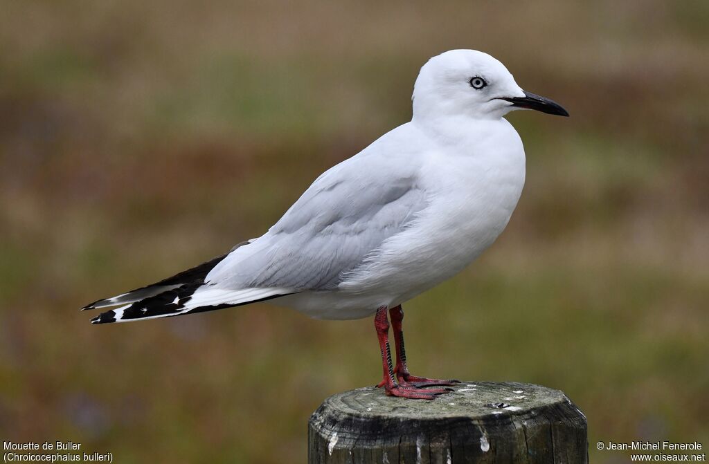 Mouette de Buller